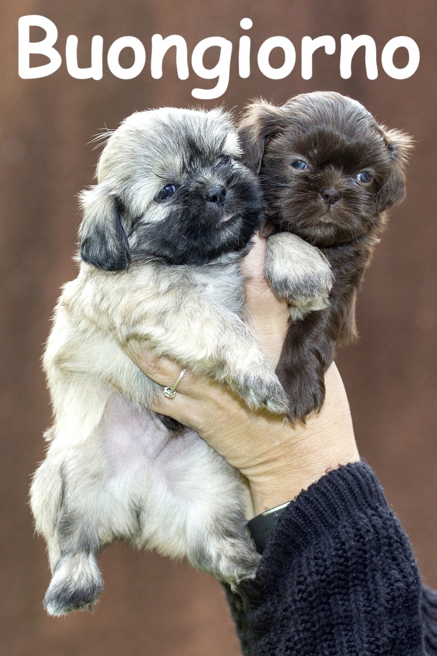 una coppia di cuccioli talmente piccoli da stare dentro una mano 